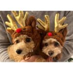 Reimi Tsutsumi Instagram - 📺 少し遅れてしまいましたが、皆さんメリークリスマスでした！🎄 我が家には小さくてモフモフのサンタクロースとトナカイが…💓 . 大好きなクリスマスシーズンが終わってしまうのは寂しいですが、また来年のクリスマスを楽しみに過ごします✨笑 . そして「Live News α」年内は今日が最後の放送になります✨ 今日も23時40分〜、是非ご覧ください🌙✨ . #あんトナカイとおんぷサンタ #となかいず🐩