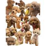 Reimi Tsutsumi Instagram - 🐩 今日から11月🌕 そして今日は“わんわんわん”で犬の日だそうです🐶 私もお仕事前に我が家のわんこ達と沢山遊んできました🐩💓 うちの子達から日々沢山の事を学ばせてもらい、沢山の愛を貰っています。 ちゃんとお返ししないと…！ 今までもこれからも、ずっとずっと大切で大好きな特別な存在です✨ . #みなさんどうも初めまして #おんぷ　です #7月に我が家に仲間入りしました #ものすごいスピードで大きくなってます #まだ6ヶ月なのにもうあんじゅのサイズを超えました #よく私のお腹の上でひっくり返ってます　 #平気で顔や首を踏んできます #でも可愛いので許します #あんさんはそんなおんぷと仲良くやってます #あんじゅとおんぷ #りんさんもいつまでも一緒 #2枚目はりんさんとあんさん #3、4枚目はおんぷ #いつもこんな感じで私の目の前でジタバタしてます #コラージュのセンス