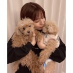 Reimi Tsutsumi Instagram - 🐩 今日から11月🌕 そして今日は“わんわんわん”で犬の日だそうです🐶 私もお仕事前に我が家のわんこ達と沢山遊んできました🐩💓 うちの子達から日々沢山の事を学ばせてもらい、沢山の愛を貰っています。 ちゃんとお返ししないと…！ 今までもこれからも、ずっとずっと大切で大好きな特別な存在です✨ . #みなさんどうも初めまして #おんぷ　です #7月に我が家に仲間入りしました #ものすごいスピードで大きくなってます #まだ6ヶ月なのにもうあんじゅのサイズを超えました #よく私のお腹の上でひっくり返ってます　 #平気で顔や首を踏んできます #でも可愛いので許します #あんさんはそんなおんぷと仲良くやってます #あんじゅとおんぷ #りんさんもいつまでも一緒 #2枚目はりんさんとあんさん #3、4枚目はおんぷ #いつもこんな感じで私の目の前でジタバタしてます #コラージュのセンス