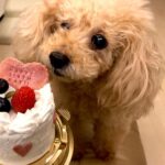 Reimi Tsutsumi Instagram - 🐩 Happy Birthday! 11月25日に16歳の誕生日を迎えたりんさん🐶 . 可愛すぎてメロメロです。 . #食い意地はってるりんさんは #このわんこ用ケーキを #数秒で完食 #勿論あんさんにもお裾分けしました🎂