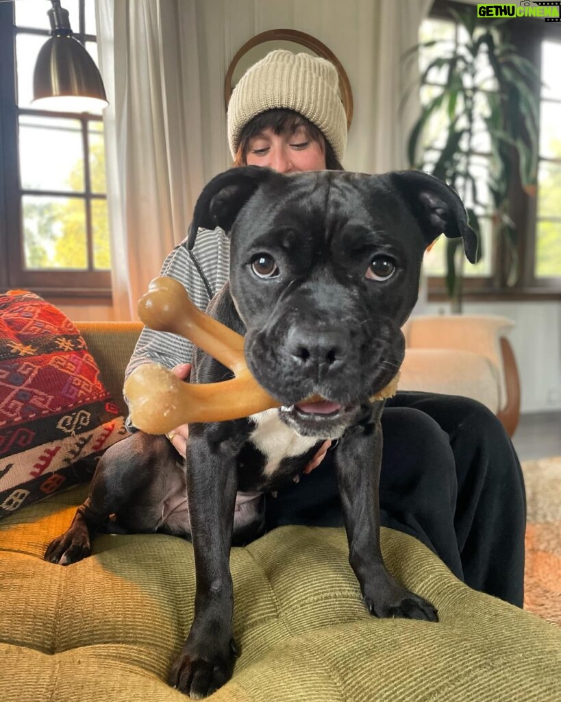 Renée Felice Smith Instagram - 🐶 people! Who is gonna adopt this little cutie? She is 1-2 years young, completely housebroken, spayed, vvv friendly with people, kids and calm, laid back dogs. Walks well on leash, knows her basic commands. Takes treats veryyyy gently like a good girl. Her name in the shelter was “Cookie” so we’ve been calling her “Cook” and it’s pretty cute. She knows “where’s your toy?!” and runs to find her wishbone. She’s perfect and will bring so much love and life into your home! Amazing homes only where you treat your pups like the angels they are! #adoptdontshop @istandwithmypack