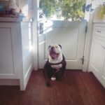 Renée Felice Smith Instagram – Gus on Tuesday. 🐼 @istandwithmypack 
#gustheenglishbulldogrescue