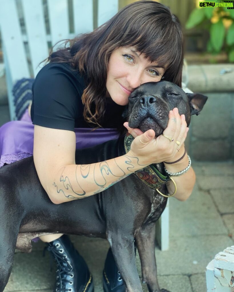 Renée Felice Smith Instagram - If only 6% more of us would adopt from shelters/ rescues rather than purchase dogs we would no longer have an overpopulation problem and could stop the senseless killing of animals in our nation’s shelters. BUT ALSO SPAY AND NEUTER YOUR DOGS to keep them out of the shelter and in homes treated like the angels they are! Search low cost spay and neuter clinics in your area! ALL OF OUR PUPS PICTURED WERE AT ONE TIME IN A SHELTER OR RESCUE aka if you have a fave breed you can find them in the shelter or rescue too! ❤️❤️❤️ #nationalbestfriendday #dogsovereverythingelse