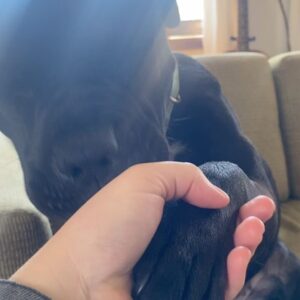 Renée Felice Smith Instagram - Cook! I want her to be someone’s number 1 🥇Who’s looking for a best friend? #adoptdontshop #pocketpittie Cook would do great in a home where someone wanted to hike, run, go on long walks and enjoy the outdoors! This girl has so much zest for life and love to give! 💫 Apply to adopt @istandwithmypack !!!
