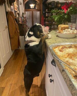Renée Felice Smith Instagram - absolute perfect angel Christmas boy GUS being a lil naughty at Momma K’s 

adopted from @istandwithmypack 💫

#adoptdontshop❤️ 
#gustheenglishbulldogrescue