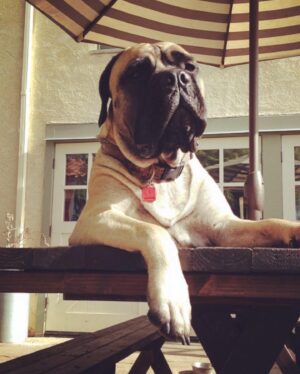 Renée Felice Smith Instagram - Hi Velmie, I miss you. We all do. ♥️♥️♥️ #velmathebullmastiff  #velmaforever