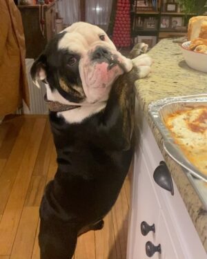 Renée Felice Smith Instagram - absolute perfect angel Christmas boy GUS being a lil naughty at Momma K’s 

adopted from @istandwithmypack 💫

#adoptdontshop❤️ 
#gustheenglishbulldogrescue