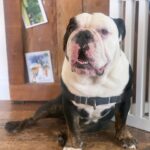 Renée Felice Smith Instagram - Our Gussie boy is TWO! 😍 adopt don’t shop! @istandwithmypack #gustheenglishbulldogrescue