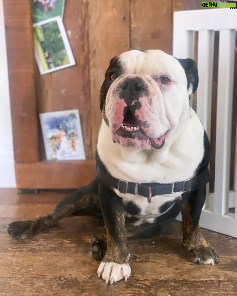 Renée Felice Smith Instagram - Our Gussie boy is TWO! 😍 adopt don’t shop! @istandwithmypack #gustheenglishbulldogrescue