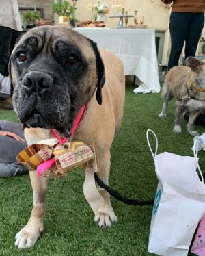 Renée Felice Smith Instagram - Hi Velmie, I miss you. We all do. ♥️♥️♥️ #velmathebullmastiff  #velmaforever