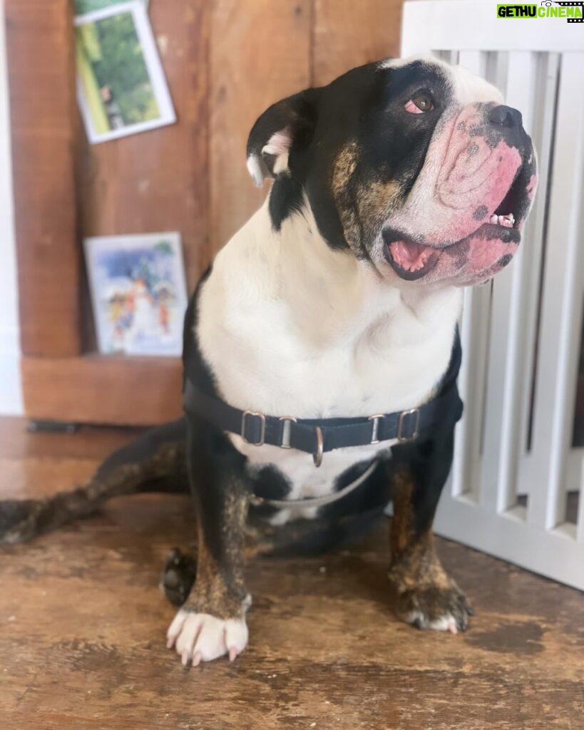 Renée Felice Smith Instagram - Our Gussie boy is TWO! 😍 adopt don’t shop! @istandwithmypack #gustheenglishbulldogrescue