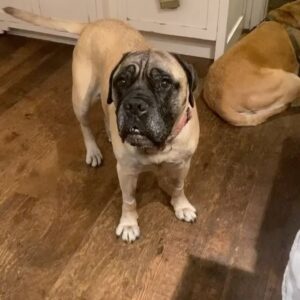 Renée Felice Smith Instagram - Hi Velmie, I miss you. We all do. ♥️♥️♥️ #velmathebullmastiff  #velmaforever