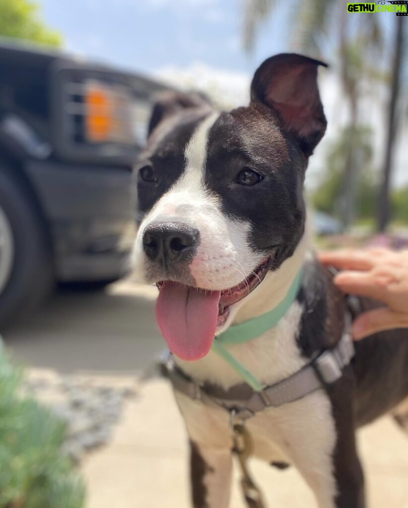 Renée Felice Smith Instagram - 🌸❤️ Meet Tallulah! This is the SWEETEST lil 10 month old pup. She was set to be euthanized for space and we are so glad we scooped her up when we did. Dog and people friendly. Fully house broken and very smart. We had her spayed and treated for a parasite. She’s is an absolute GEM. 🖤🤍🖤🤍🖤🤍❤️‍🔥 Available for adoption through @istandwithmypack