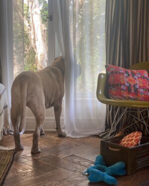 Renée Felice Smith Instagram - Hi Velmie, I miss you. We all do. ♥️♥️♥️ #velmathebullmastiff  #velmaforever