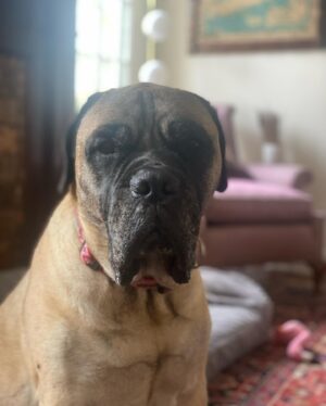 Renée Felice Smith Instagram - Hi Velmie, I miss you. We all do. ♥️♥️♥️ #velmathebullmastiff  #velmaforever