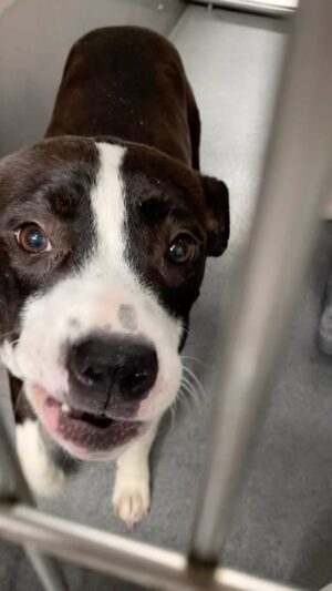 Renée Felice Smith Instagram - So this happened…our most wonderful foster and adopter @reneefelicesmith reached out to us today offering to foster this sweet angel named Lulu.🥹

Lulu was scheduled to be euthanized today and we couldn’t refuse such a generous offer to save her life. Renée picked Lulu up from the shelter right in time and brought her to our vet. We learned that Lulu was in the same kennel as our sweet girl Coco, who is now fighting really bad pneumonia, so we are prepared that Lulu might also be sick. 

We are truly grateful for Renée and her family, because without a committed foster and sufficient funds, no rescue can happen.🙏🏼

We will keep updates coming. For inquires about Lulu email adopt@iswmp.org. Thank you.

🎥: @sailorrrsarah & @reneefelicesmith 
#istandwithmypack 
#dogsofinstagram