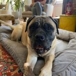 Renée Felice Smith Instagram – Hi Velmie, I miss you. We all do. ♥️♥️♥️ #velmathebullmastiff  #velmaforever