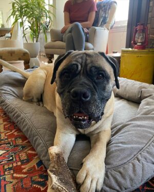 Renée Felice Smith Instagram - Hi Velmie, I miss you. We all do. ♥️♥️♥️ #velmathebullmastiff  #velmaforever
