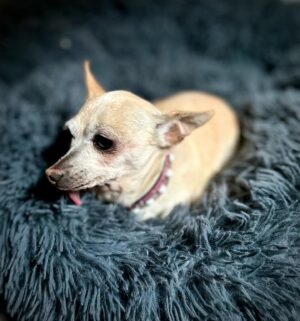 Rena Sofer Instagram - It is with great sadness that my family has lost our beautiful Princess Carolyn. She has crossed the rainbow bridge to be with our other lost loves Lola and Iggy. A brother and sister who may not have known her but will be welcoming her to her with open paws. We fostered her during the pandemic and gave her love and comfort and safety the last 4 years of her long life. She came from the streets and shelter life and deserved a beautiful home full of warmth and love and that is what she got. Out of all of our dogs she was always everyone’s favorite.  I cannot urge everyone enough to please foster and open your hearts and homes to a dog or animal in need. The older ones are really the best because they just want a safe space to lay their heads and feel peace. Princess was such a gift to our family and we hope we did her proud. Rest in peace my beautiful girl. We love you so much. My husband @sbookstaver took this last pic of her.  #adoptdontshop #foster #fosteringsaveslives