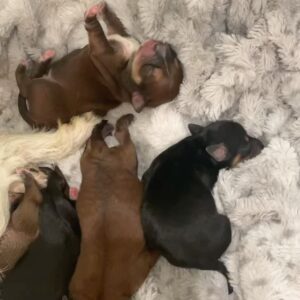 Rena Sofer Instagram - Some puppy porn for you all!! Happy Monday and…. You’re welcome!!!! #adoptdontshop #foster #fosteringsaveslives #puppies #puppiesofinstagram #puppy #puppylove