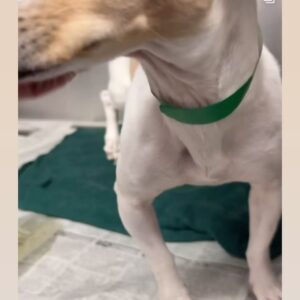 Rena Sofer Instagram - Please meet my latest #foster Cassie!!! How sweet is she?? I picked her up today from @hellosouthladogs in south central LA. This baby is only a year or so old and has a broken back leg. The rescue needs our help to pay for her surgery! Can anyone help donate? Any amount really does help!! Go to @lisachiarelli and donate!!! I’ll keep you posted on her recovery and her journey to finding her furever home!!!! FOSTERING SAVES LIVES!!! This girl was going to be euthanized because of her leg! Please everyone. Think of opening your hearts and homes and foster a shelter dog!! Thank you!!!! 🙏🏻 🙏🏻🙏🏻🙏🏻🥰🥰🥰 #fosteringsaveslives #foster #adoptdontshop