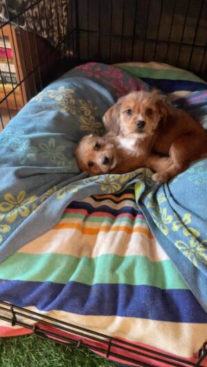 Rena Sofer Instagram - The puppies have blossomed!!! They are all available (except Jack who the mama is biting in the video because he’s adopted!) for adoption including mama Iris! I have NOTHING to do with the adoptions but if you are interested contact 4pawskiddorescue.org #adoptdontshop #foster #puppies #puppiesofinstagram #fosteringsaveslives