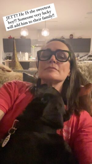 Rena Sofer Instagram - My #foster Jett is the BEST dog!! He has ZERO aggression. Is a literal lap dog. Is great on a leash! Already sits on command and is house trained!! He gets along with ALL my dogs, and they aren’t easy with newcomers. He is so happy and grateful@to be out of the shelter and off the streets! He will be a defect addition to any family! He’s 15 pounds of pure joy and between 1-2 years old. Adoption applications @lisachiarelli #adopt #fosteringsaveslives