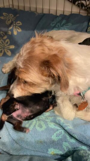 Rena Sofer Instagram - Such a great and protective mama! Iris is instinctually doing what any mother would do. Protect, defend and nurture! But most of all #love We should all be lucky enough to have a mama like that! I don’t know the puppies sexes yet because she is just so anxious so I’m giving it time. Thanks for joining me on my journey with Iris! Please don’t ask about adopting any of these dogs yet. They have 2 more months before that will happen! #foster #fosteringsaveslives #adoptdontshop #puppies #puppiesofinstagram #pregnantmama