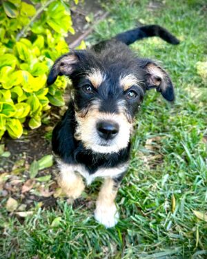 Rena Sofer Instagram - I can’t believe my last two foster dogs are still with me!!! If you live in SoCal and are looking for the perfect family dogs please consider Amanda (the black and tan puppy) and Iris (the white and brown mama/puppy). Iris came to me pregnant at 1 1-2 years old, just a puppy herself and had 5 puppies. 1 girl and 4 boys! The boys have all been adopted so Amanda and her mama are left. These two dogs TOGETHER are an amazing pair. They are super bonded and love playing with each other and honestly mom can keep her baby quiet and calm. But the can be ADOPTED SEPARATELY as long as they each have another dog in the house. They are used to the companionship. So if you are looking for the perfect dog look no further!! Email 4pawskiddorescue@gmail.com and fill out an application!!! #foster #fosteringsaveslives #adoptdontshop #adopt #puppies #puppy #puppiesofinstagram