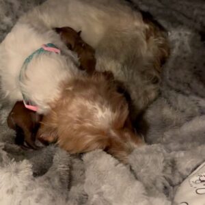 Rena Sofer Instagram - Soooooo….. last night…. Iris had 5 puppies!!!! I don’t know the sexes yet because I don’t want to distress her but she is the best mama!!!! She cleaned them and is nursing them and she is so protective of who gets to be near her and them!! I LOVE YO #foster because this experience is just incredible!! It’s my second time #fostering  a pregnant dog and it’s just my favorite!! Please consider it. The shelters are overflowing and with a dog like Iris they just euthanize her while pregnant. Thankfully she was rescued by @4pawskiddorescue and brought to me. Boy will I be picky about who gets her and her babies and it isn’t even up to me!! Please welcome these beautiful souls into the world and pray that they are the lucky ones who find loving #foreverhomes for their whole lives and never see the inside of a shelter EVER!!! #adoptdontshop #fosteringsaveslives