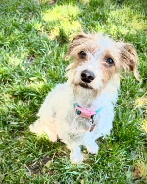 Rena Sofer Instagram - I can’t believe my last two foster dogs are still with me!!! If you live in SoCal and are looking for the perfect family dogs please consider Amanda (the black and tan puppy) and Iris (the white and brown mama/puppy). Iris came to me pregnant at 1 1-2 years old, just a puppy herself and had 5 puppies. 1 girl and 4 boys! The boys have all been adopted so Amanda and her mama are left. These two dogs TOGETHER are an amazing pair. They are super bonded and love playing with each other and honestly mom can keep her baby quiet and calm. But the can be ADOPTED SEPARATELY as long as they each have another dog in the house. They are used to the companionship. So if you are looking for the perfect dog look no further!! Email 4pawskiddorescue@gmail.com and fill out an application!!! #foster #fosteringsaveslives #adoptdontshop #adopt #puppies #puppy #puppiesofinstagram
