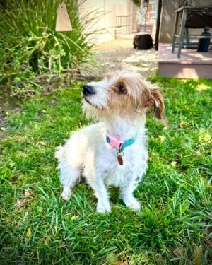 Rena Sofer Instagram - I can’t believe my last two foster dogs are still with me!!! If you live in SoCal and are looking for the perfect family dogs please consider Amanda (the black and tan puppy) and Iris (the white and brown mama/puppy). Iris came to me pregnant at 1 1-2 years old, just a puppy herself and had 5 puppies. 1 girl and 4 boys! The boys have all been adopted so Amanda and her mama are left. These two dogs TOGETHER are an amazing pair. They are super bonded and love playing with each other and honestly mom can keep her baby quiet and calm. But the can be ADOPTED SEPARATELY as long as they each have another dog in the house. They are used to the companionship. So if you are looking for the perfect dog look no further!! Email 4pawskiddorescue@gmail.com and fill out an application!!! #foster #fosteringsaveslives #adoptdontshop #adopt #puppies #puppy #puppiesofinstagram