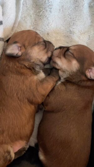 Rena Sofer Instagram - In about a week their eyes will open!! It will be a whole new world!! Oh what to name them???? #adoptdontshop #adopt #foster #fosteringsaveslives  #puppies #puppiesofinstagram  #puppylove
