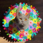 Rhian Sugden Instagram - 𝐎𝐡 𝐁𝐚𝐫𝐫𝐲 🤩 This colourful number deserves a wall post. Loving @bombayducklondon at the moment for all of my colourful cushion needs. Not an ad. Bought it myself. 🌈 #catsofinstagram #bsh #bshkitten #catspam #cat