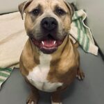 Rhona Mitra Instagram - Update on the boys- First of all I want to say a deep and heartfelt thank you to everyone who has donated and helped with trying to get these two boys out of the UK before their mandated execution in 13 days. With what we have received we are 100% able to get one out. In this case Ludo as he came first. The costs with flights, brokers, vets, land transport and customs is coming in at roughly $11K for both. This does not include their aftercare, merely to get them to our sanctuary where they will live the life all dogs deserve. So far we have raised $7,700 so we need at least $3k more to get Aubie out as well. The wonderful @danni.allpaws has been walking the boys together even though they had never met, they are both getting on brilliantly, which given their dumped and cadged situation and the fact they are both unneutered is testament to their true natures. For anyone asking Auberon (Aubie or Obi) means Royal Bear, and Ludo was the misunderstood and bullied ‘monster’ in the movie Labrynth…..those who know, know… ;) We only have a few days to hold his place on the flight so please know that your donations are all helping get these boys one step closer to freedom. We know it’s only two dogs but if you feel strongly about this anything you contribute helps. Yes, they will be a lot of work but we will make sure every day of their life is honored for their kind. And trust me we will continue to be a voice against the blatantly racist psychosis that has rotten the minds of so many. Link in bio to help. Takes a Village…. Vamosss 💪🏾 #whatwedotoanimalswedotoourselves @thelastarkorphanage @russellbrand @cesarsway @rickygervais