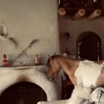 Rhona Mitra Instagram - Mums home mi establo tu establo Little Blossom @thelastarkorphanage