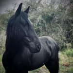 Rhona Mitra Instagram - There is a convenient myth about horses that are sent to slaughter. That their days are done, they are old or broken in some irreparable way from their mostly enslaved lives played out as tools for human gain. The reality is far from that. Django here was a 3 year old Criollo stallion. One of the most pure and perfect examples of vitality and life. He was used for breeding and his previous owner was done with his services so like the 6,000 others a month was being sold for meat thats shipped to France, Belgium and China for human consumption. Seconds before the hammer went down at auction his value was $160 USD. Taking on stallions is no easy feat but we couldn’t leave him behind. He now lives an autonomous life in the wild in the Monte here on the land with the herd and his two daughters Noor and Tormenta. Completely unbroken and 100% self-sufficient and rewilded, so when he appears like an apparition and we are graced by his electric magnificent presence, plump and shining a full of that raw spirit we as humans quite literally break and beat out of all horses we domesticate to satiate our various demands and vanity’s….. it’s always a treat and a reminder of why we do what we do. #LeaveThemWild #criollopuro #rewildrememberrehabilitate #autonomoushorsemanship #whatwedotoanimalswedotoourselves @thelastarkorphanage
