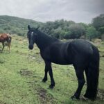 Rhona Mitra Instagram - There is a convenient myth about horses that are sent to slaughter. That their days are done, they are old or broken in some irreparable way from their mostly enslaved lives played out as tools for human gain. The reality is far from that. Django here was a 3 year old Criollo stallion. One of the most pure and perfect examples of vitality and life. He was used for breeding and his previous owner was done with his services so like the 6,000 others a month was being sold for meat thats shipped to France, Belgium and China for human consumption. Seconds before the hammer went down at auction his value was $160 USD. Taking on stallions is no easy feat but we couldn’t leave him behind. He now lives an autonomous life in the wild in the Monte here on the land with the herd and his two daughters Noor and Tormenta. Completely unbroken and 100% self-sufficient and rewilded, so when he appears like an apparition and we are graced by his electric magnificent presence, plump and shining a full of that raw spirit we as humans quite literally break and beat out of all horses we domesticate to satiate our various demands and vanity’s….. it’s always a treat and a reminder of why we do what we do. #LeaveThemWild #criollopuro #rewildrememberrehabilitate #autonomoushorsemanship #whatwedotoanimalswedotoourselves @thelastarkorphanage