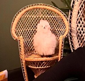 Rosaline Elbay Instagram - 🦚🪑🦙