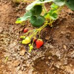 Rosanne Mulholland Instagram - A felicidade que vem da terra. Sempre quis levar o Davi em uma grande plantação orgânica, pra que ele tivesse esse contato com o alimento fresco, compreendesse o processo de plantar e colher, visse as folhas mais bonitas, mais cheirosas... Mas nunca imaginei que seria tão legal! Ele ficou eufórico, interessado, curioso, luminoso. Queria experimentar tudo, saber tudo, mexer em tudo. Agradeço de coração à equipe do @ibitiprojeto pela atenção e carinho com meu filho. Foi uma experiência marcante e muito feliz. O melhor lugar pra uma criança é sempre a natureza! @ibitiprojeto @valentinaseabra