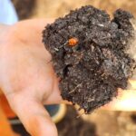 Rosanne Mulholland Instagram - A felicidade que vem da terra. Sempre quis levar o Davi em uma grande plantação orgânica, pra que ele tivesse esse contato com o alimento fresco, compreendesse o processo de plantar e colher, visse as folhas mais bonitas, mais cheirosas... Mas nunca imaginei que seria tão legal! Ele ficou eufórico, interessado, curioso, luminoso. Queria experimentar tudo, saber tudo, mexer em tudo. Agradeço de coração à equipe do @ibitiprojeto pela atenção e carinho com meu filho. Foi uma experiência marcante e muito feliz. O melhor lugar pra uma criança é sempre a natureza! @ibitiprojeto @valentinaseabra