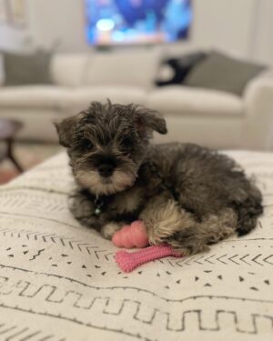 Rose McIver Instagram - Huge thank you to @thelabellefoundation for introducing us to our new best mate and Madame Presidenté of our home, Zoey! ❤️🐶