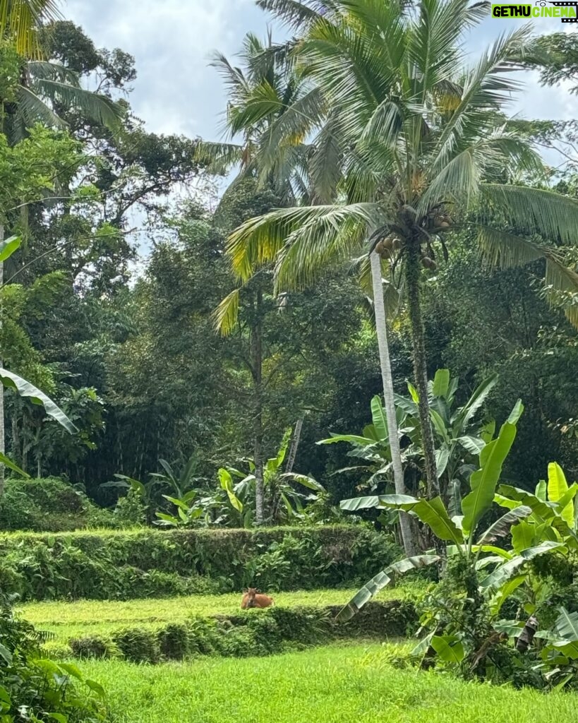 Rose Williams Instagram - heavenly 🪷🌴🙏🏼 @marnialasvilla inspiring gardening dreams 🍅🧄🍋🌾 💐