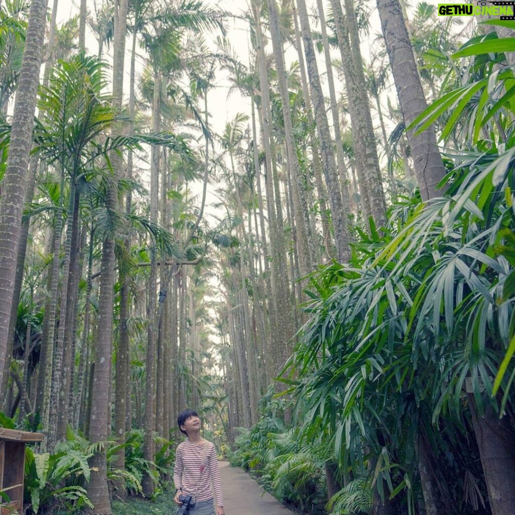 Rose Yu Instagram - 【像日本人遊沖繩，發現不一樣的沖繩🎉】日本沖繩市的自然景點東南植物樂園是個不少自由行遊客都會安排來的地方， 遼闊的園林內搜羅了多種熱帶與亞熱帶植物，還有超浪漫的「🌴亞歷山大椰樹街🌴」，跟另一半一起漫步💏欣賞多棵椰樹並排成的壯觀椰林一定超有氣氛；還可在「友好動物廣場」（なかよしチャンプルー広場） 觀察可愛的水豚🐖、松鼠猴🐒與山羊🐑等動物，盡情體驗充滿南國風情的自然景觀！我們刺傍晚來到這邊，也幸運遇到 🌌illumination 燈光秀活動，感覺很棒💖。逛完這邊再回市區走走吃晚餐宵夜是個不錯的安排方式喲！#KKday #Beokinawa #visitokinawa 🎊kkday【沖繩特色景點】東南植物樂園門票 ：https://partner.kkday.me/ciaociao/22066 @kkdaytw @southeast.botanical