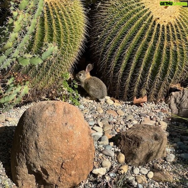 Rosie O'Donnell Instagram - wild bunny in ojai #nature ❤️🐰