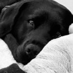 Rosie O'Donnell Instagram - sleeping beauty kuma #guidedogsofamerica #autismservicedog