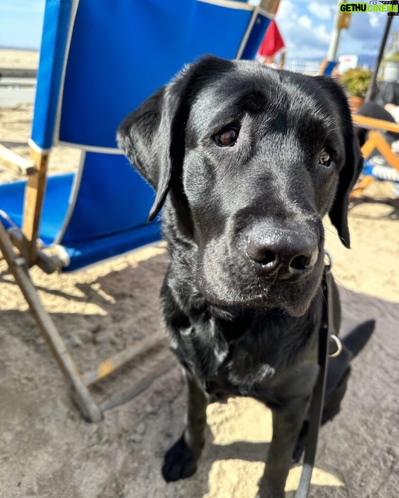 Rosie O'Donnell Instagram - kuma the beach bum #guidedogsofamerica