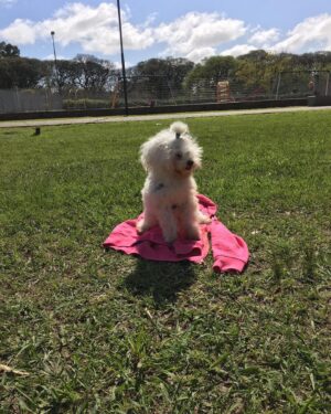 Sabrina Carballo Instagram - Chau Romi😔…. De verdad no se como voy hacer…AMO mucho a los perros…y se que lamentablemente se van pronto…ya lo aprendi ….pero cdo llega ese momento es de un dolor inexplicable …
El 24/03/06 apareciste en mi vida bebe y me acompañaste hasta Hoy…casi llegas a los 17…la desgracia..no quisiste llegar a esa fecha…bebe…pesadito,Roma…y desde hace poco el Vieji siempre estuviste  ahí todos los días durante casi 17 años…eras BIEN ariano…vivimos tantas cosas juntos…tantas…viajaste mas q Mama ..ja..eras mi compañero…Me despertaba  y me iba  a la cama sabiendo que estabas ahí y que estarías ahí cuando  despertará.,eso le pedia a Dios,a la Virgen,a San Roque y a mi papa… Nunca dejaste de saludarme con tu cola llena de emoción y con tus ladridos agudos..,aun ahora q a veces te perdías y no sabias donde estabas,cdo llegaba a casa. Siento q este ultimo tiempo no te di mucha bola…..y pienso quizás si llegaba un ratín antes hubiese podido hacer algo😔…pero Dios sabes x q hace la cosas y vos tmb sabias q yo soy re cagona y q quizás si es q te tenias q ir me iba asustar la situación…  Te voy a extrañar TANTO q de verdad no se como expresarlo..cada minuto  que estábamos juntos… todo!!Se q Papa ,los abuelos..y hasta Mateo de estan esperando allá arriba..para q sigas siendo Feliz!!
Pd: No pilles el Cielo🙏 🙂
Hasta pronto bebe…😔.. o hasta q Dios decida  cuando volveremos a encontrarnos🌹!!TE AMO❤️
