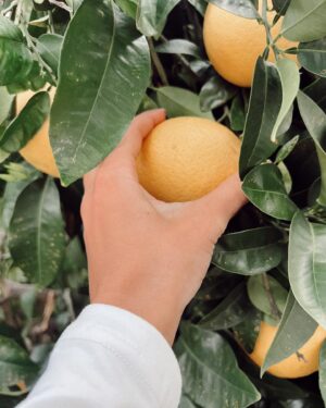 Sahar Golestani Instagram - Life lately 🍊🫸🏼 went to Detroit, caught a stomach virus, died a little, came back.. continued dying and now I’m alive 😀🥹