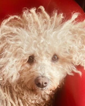 Sally Lindsay Instagram - My baby dog @daveydog66 has had a groom and I think she’s got a look of #barbarastreisand in #astarisborn ?
#dogsofinstagram #puli